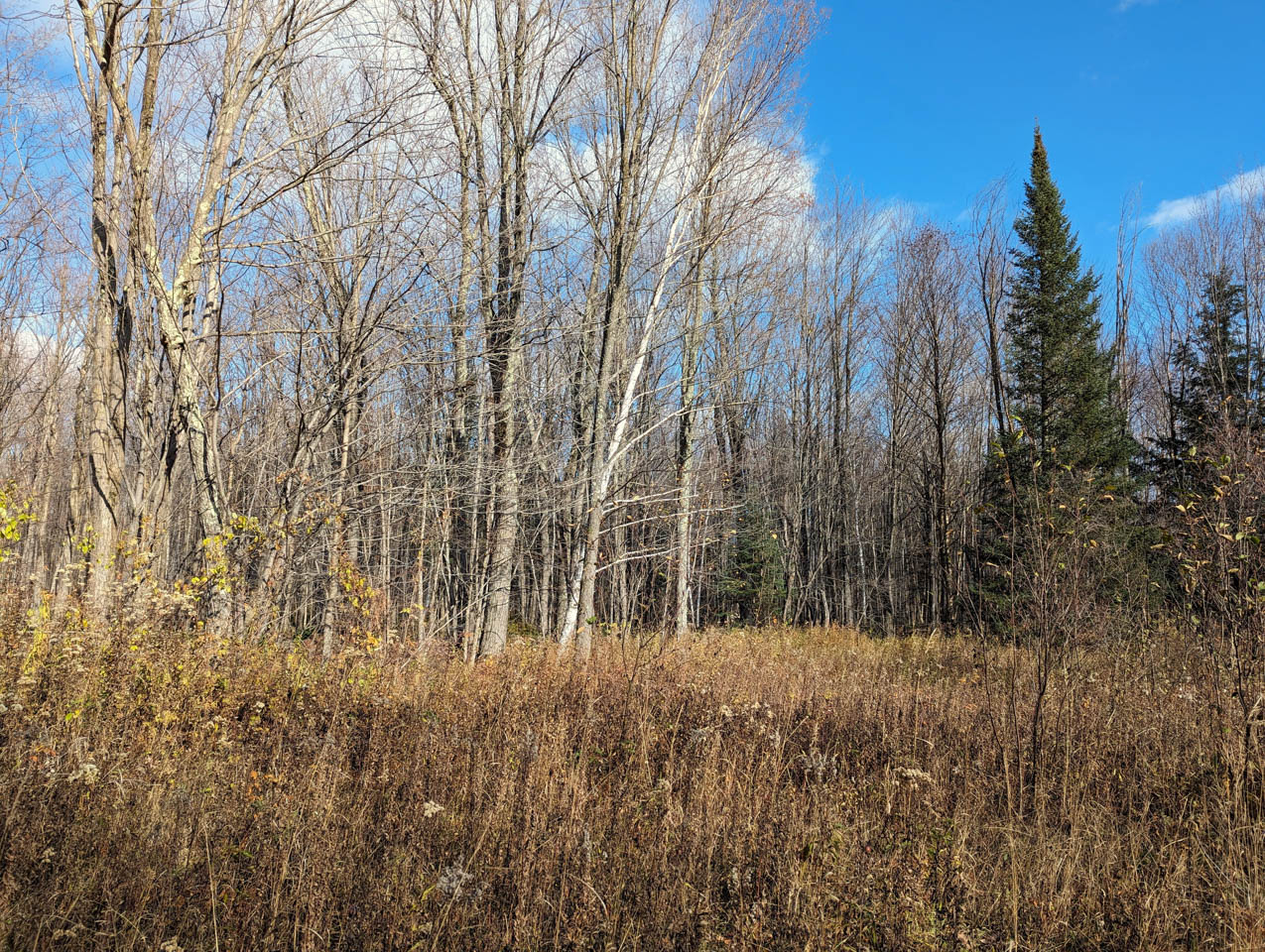 Iron County, Wisconsin 259 Acres For Sale(PRICE REDUCED) LandGuys