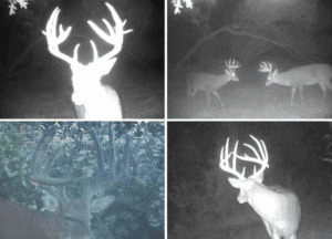 trophy whitetail harvest 199-inch buck