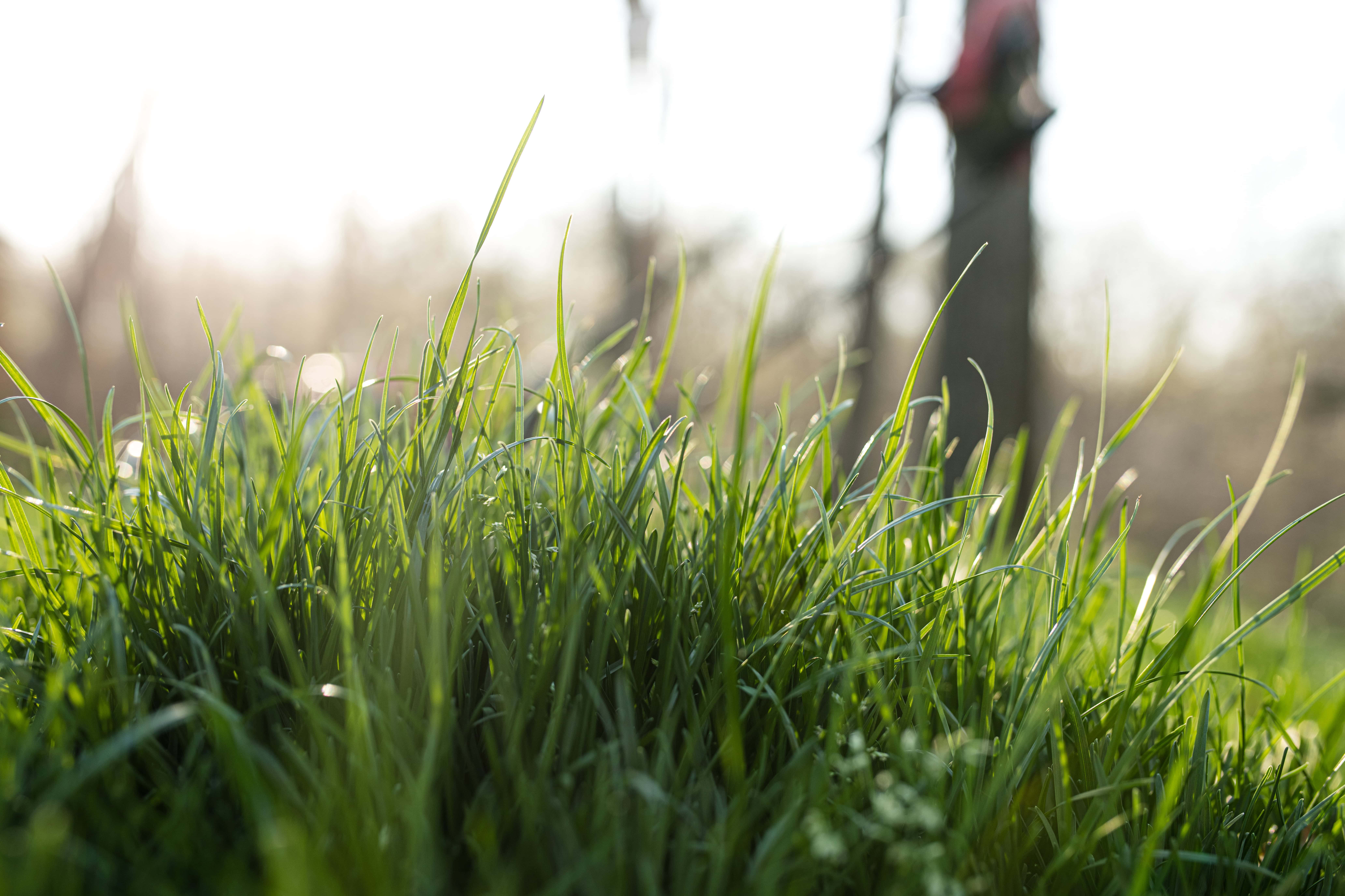 tall green grass
