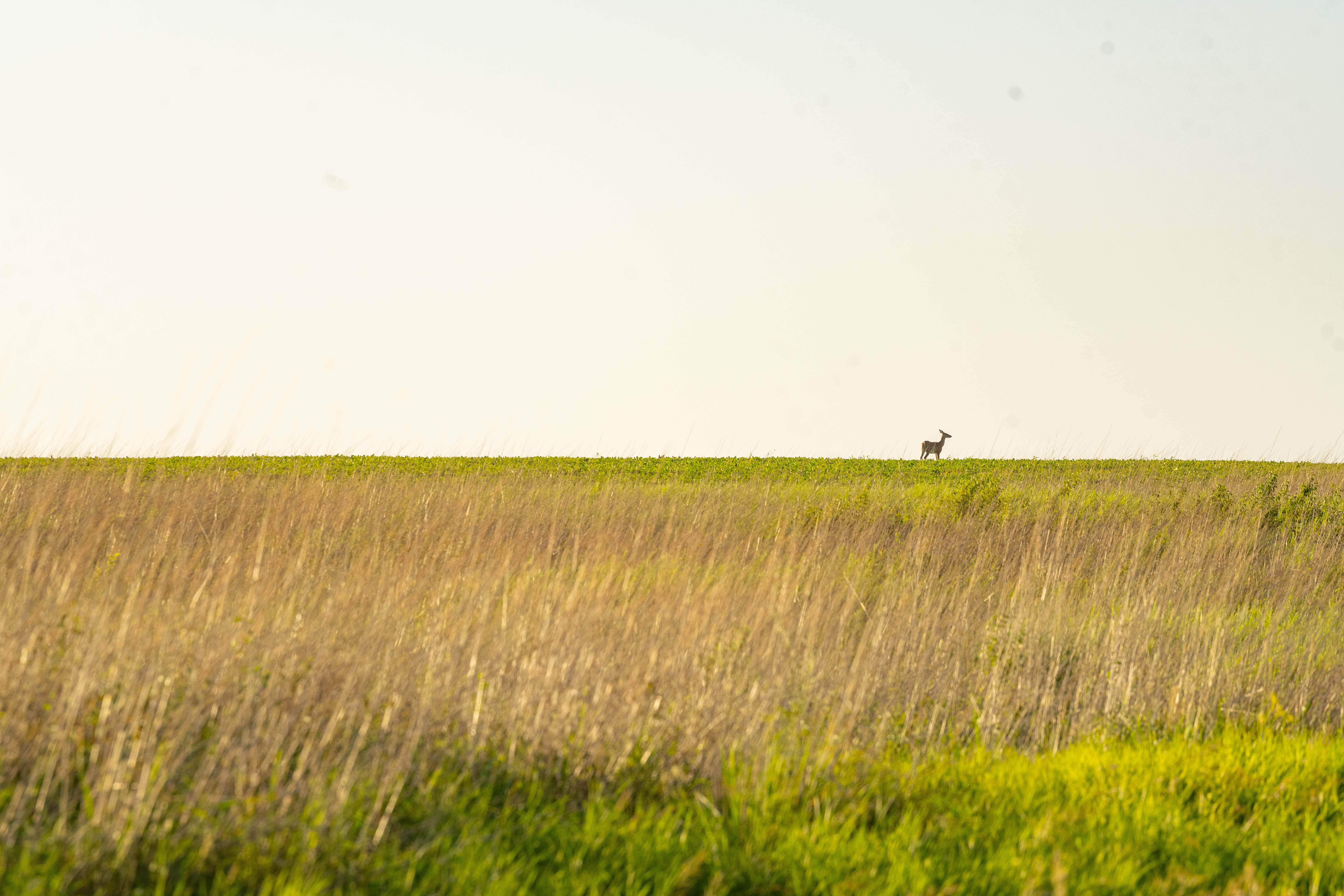 deer on the horizon of a prairie