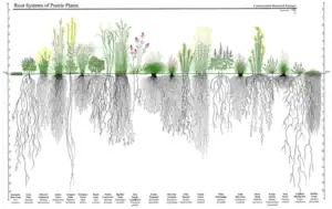 root system of prairie plants diagram