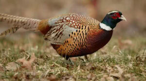 male ringneck pheasant